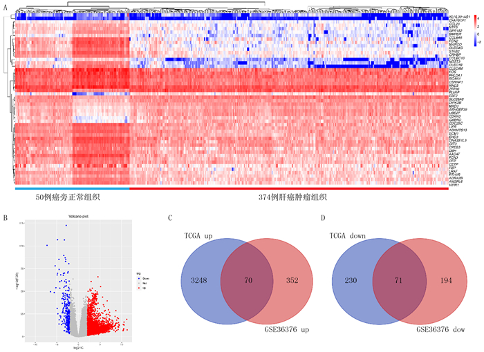 肝癌细胞周期调控相关基因预后模型构建与评估